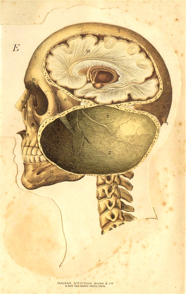 anatotete 5b