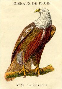 casino oiseaux de proie 6