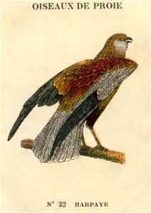casino oiseaux de proie 5