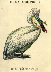 casino oiseaux de proie 7