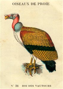 casino oiseaux de proie 4
