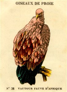 casino oiseaux de proie 2