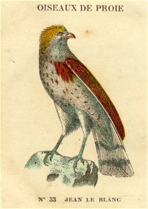 casino oiseaux de proie 8