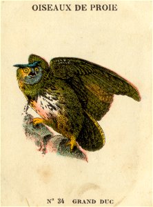 casino oiseaux de proie 12