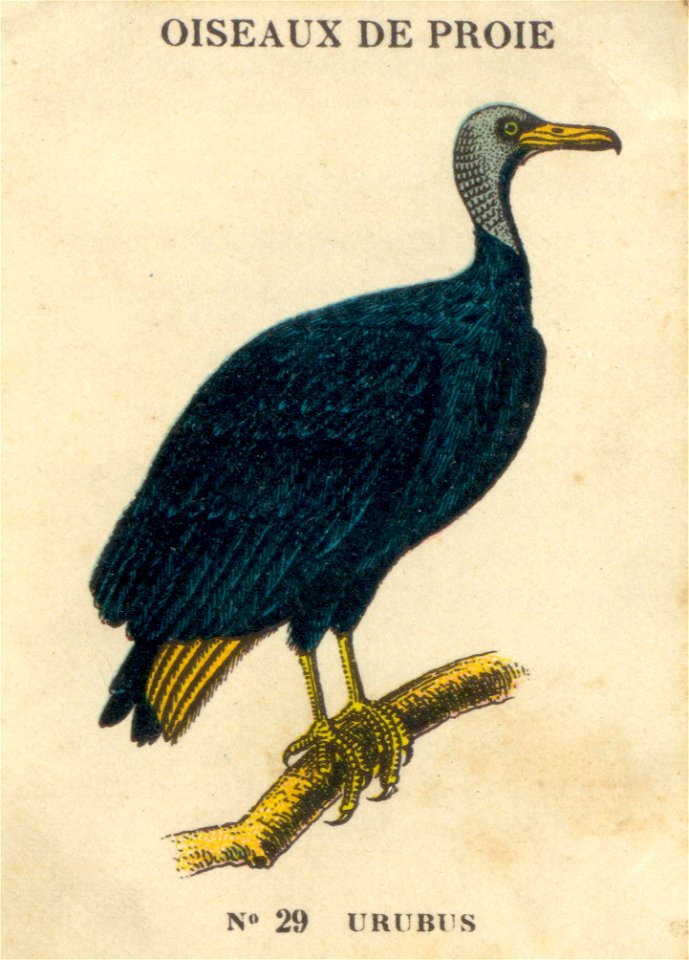 casino oiseaux de proie 11