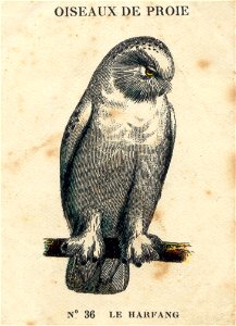 casino oiseaux de proie 10