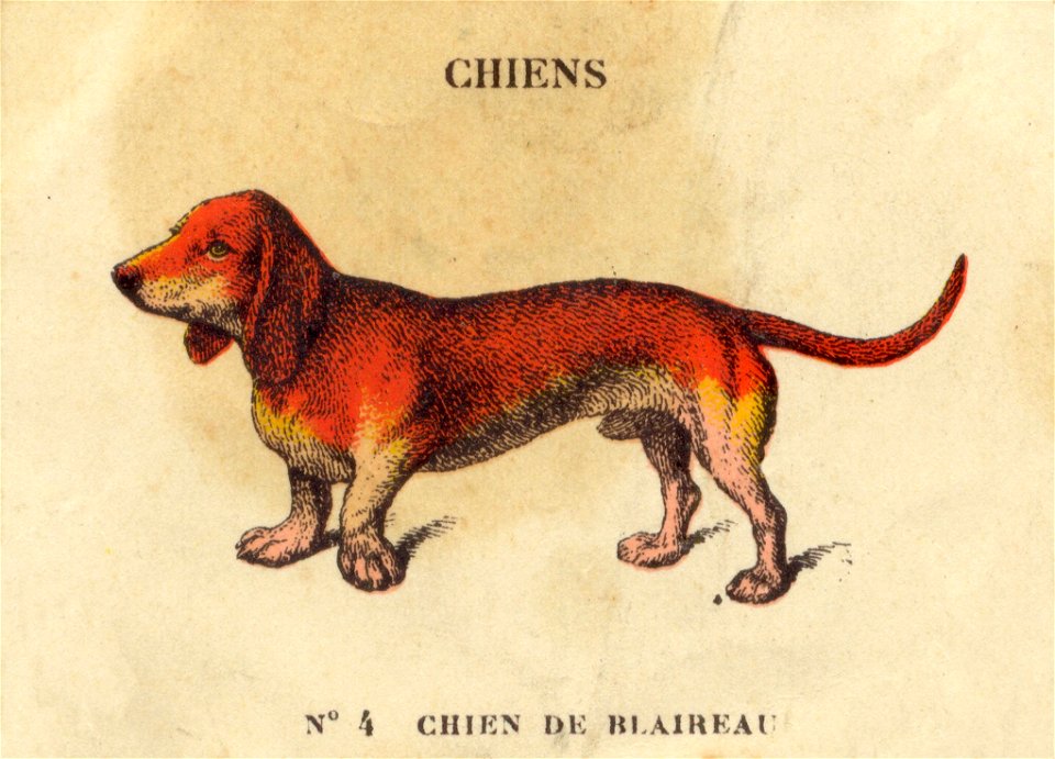 casino chiens 8