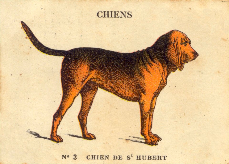 casino chiens 5