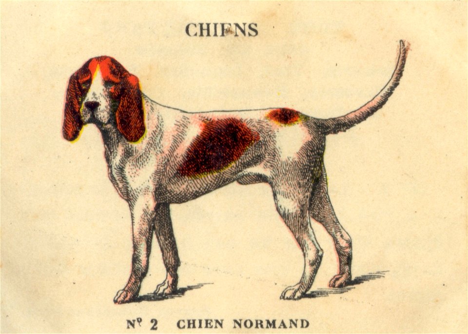 casino chiens 3