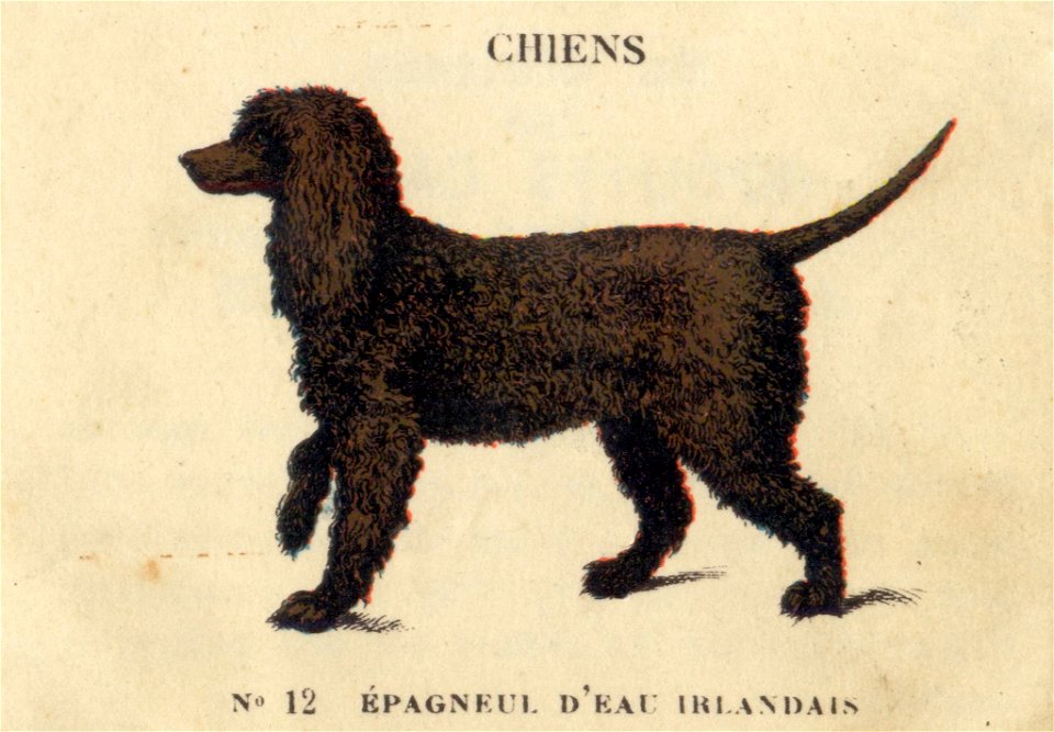 casino chiens 12