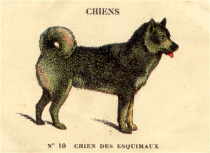 casino chiens 10