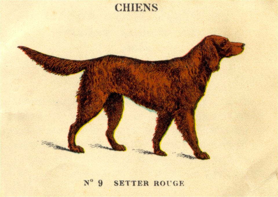 casino chiens 4