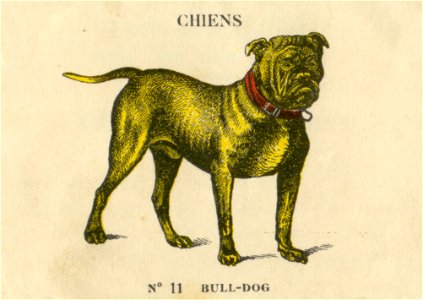 casino chiens 11