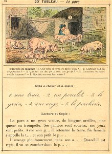 vocab 20 cochon