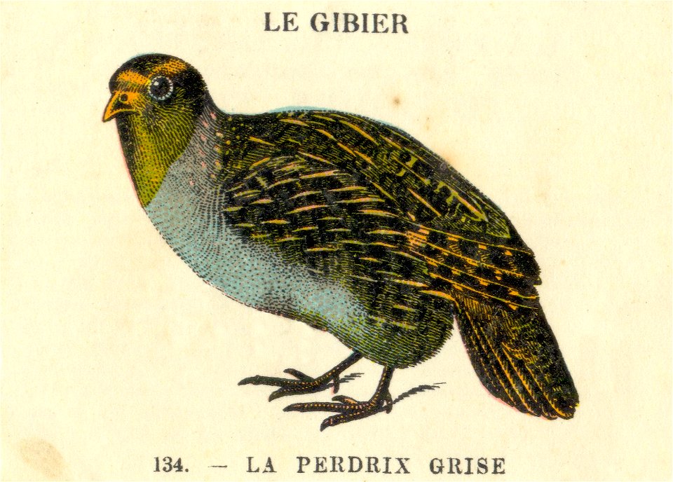casino gibier 1