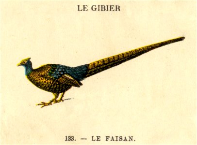 casino gibier 8