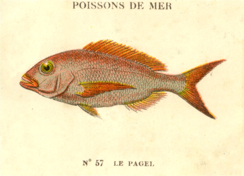 casino poissons 7