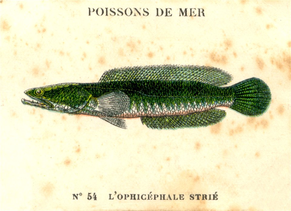casino poissons 8