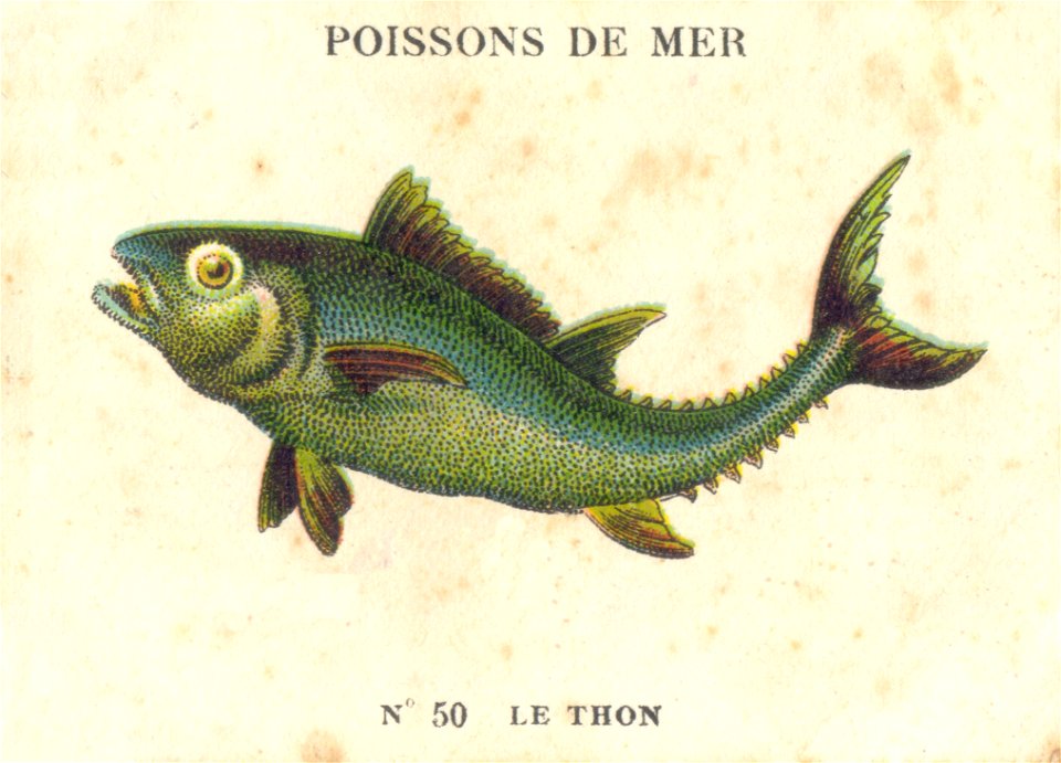casino poissons 11