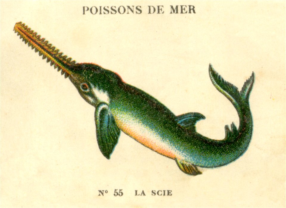 casino poissons 9