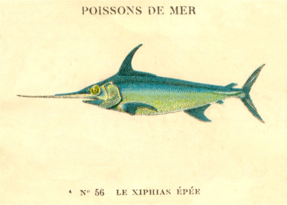 casino poissons 2