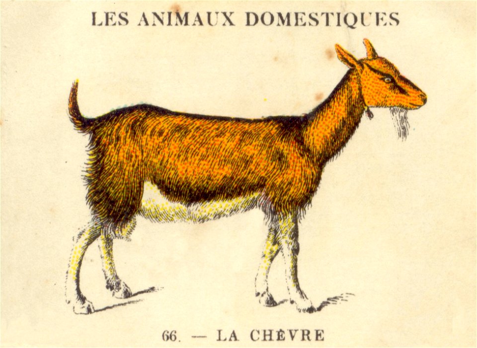 casino chevre