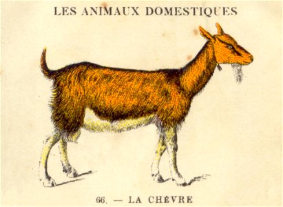 casino chevre