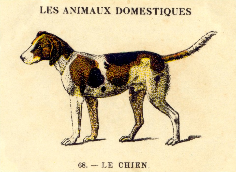 casino chien