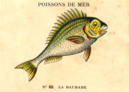 casino poissons 1