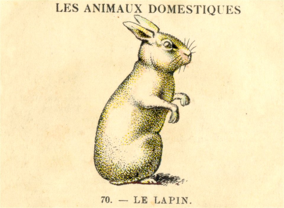 casino lapin