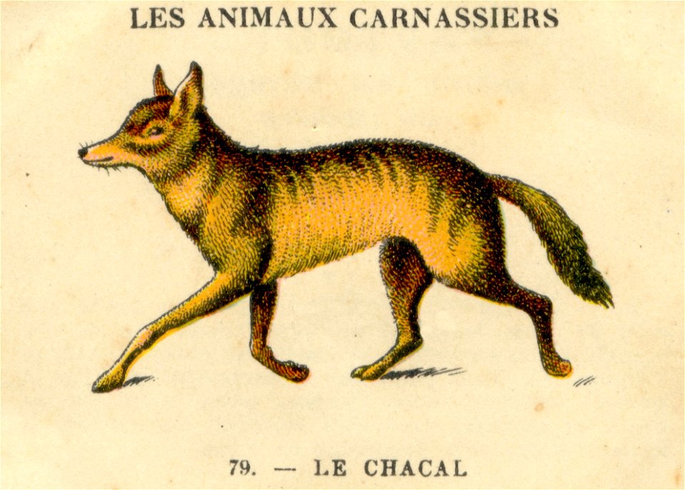 casino chacal