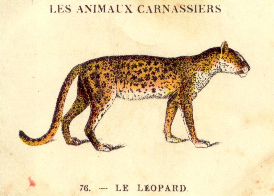 caino leopard