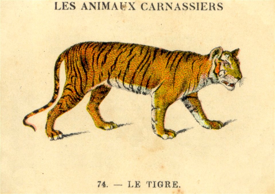casino tigre