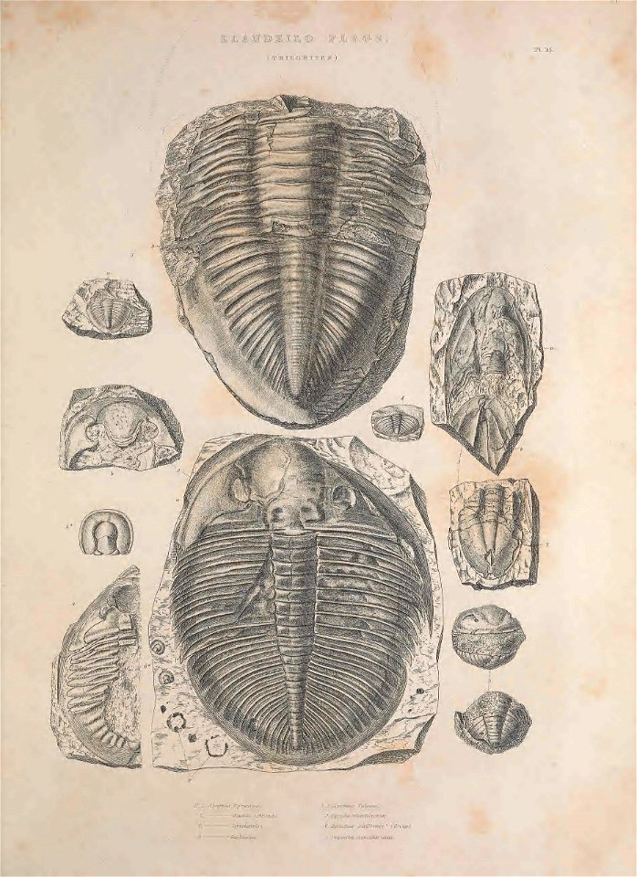 n256_w1150