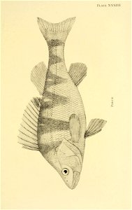 n318_w1150