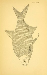 n292_w1150