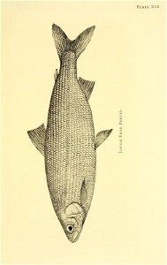 n180_w1150