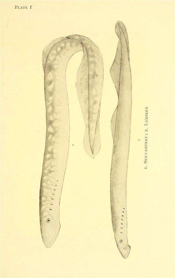 n38_w1150