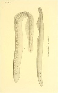 n38_w1150