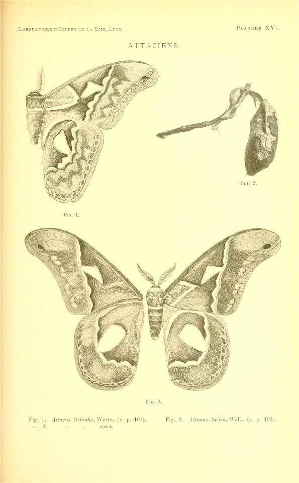 n156_w1150