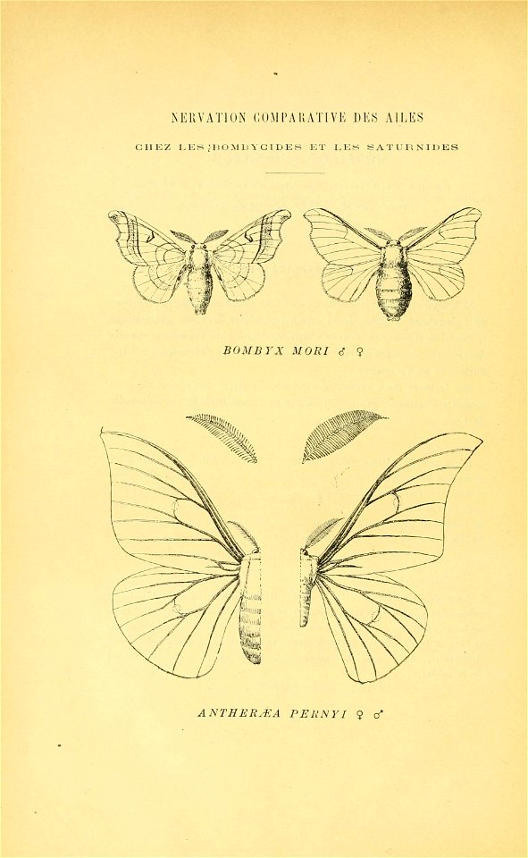 n243_w1150