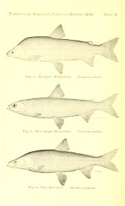n155_w1150