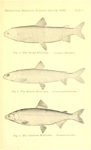 n154_w1150
