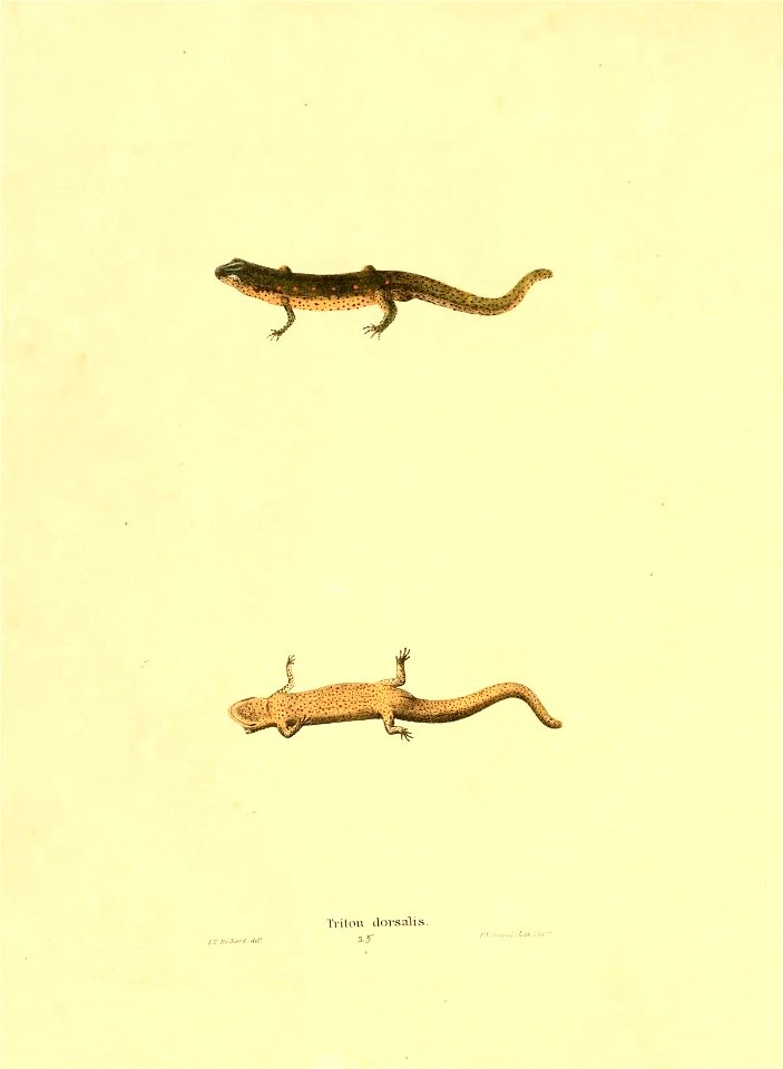 n133_w1150