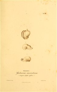 n354_w1150