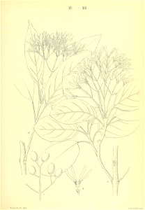 n190_w1150