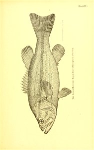 n590_w1150
