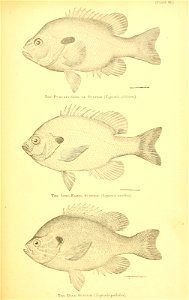 n596_w1150