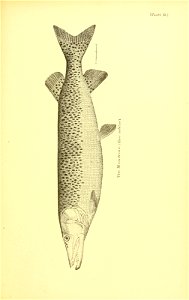n578_w1150