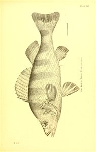 n582_w1150